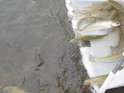 Herstel van zalm in het gedrang door visserij rond de Haringvlietdam