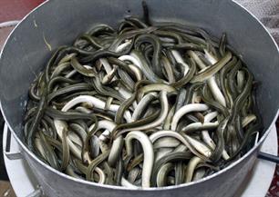 Oudste paling ter wereld overleden 